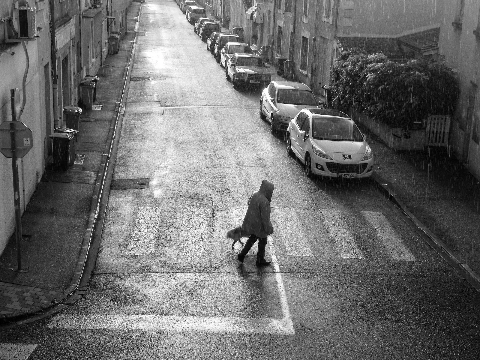 Un passant et son chien traversent une rue sous la pluie, photographiés pour Regards sur Coutras